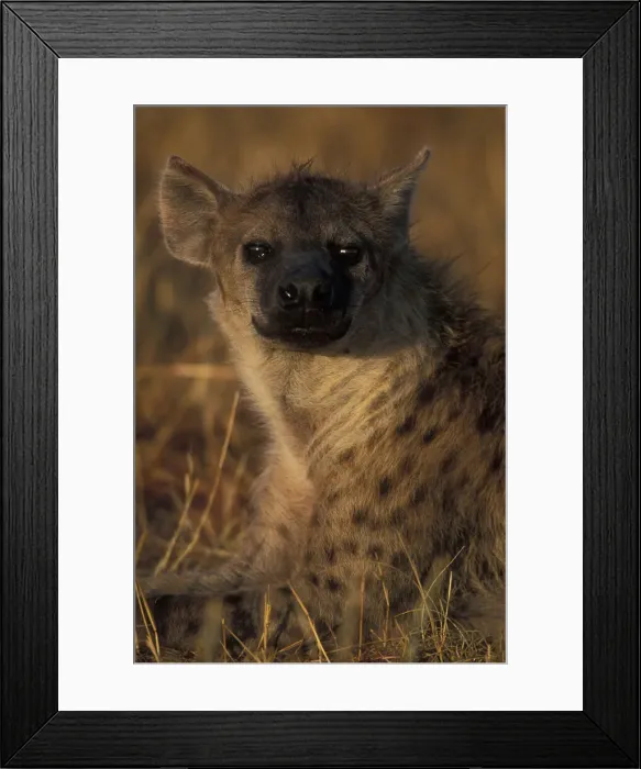 Framed Print : DDE-90020538 Framed Print : DDE-90020538