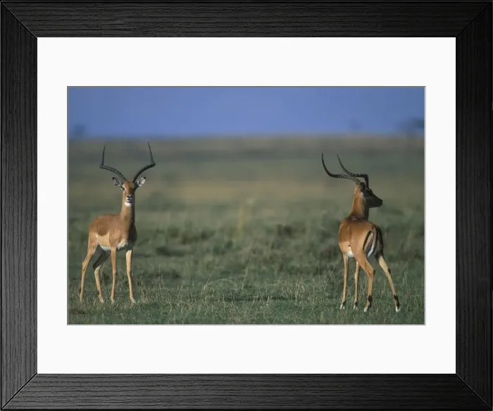 Framed Print : DDE-90020537 Framed Print : DDE-90020537