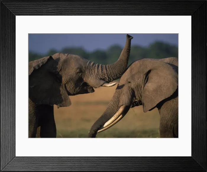 Framed Print : DDE-90020539 Framed Print : DDE-90020539
