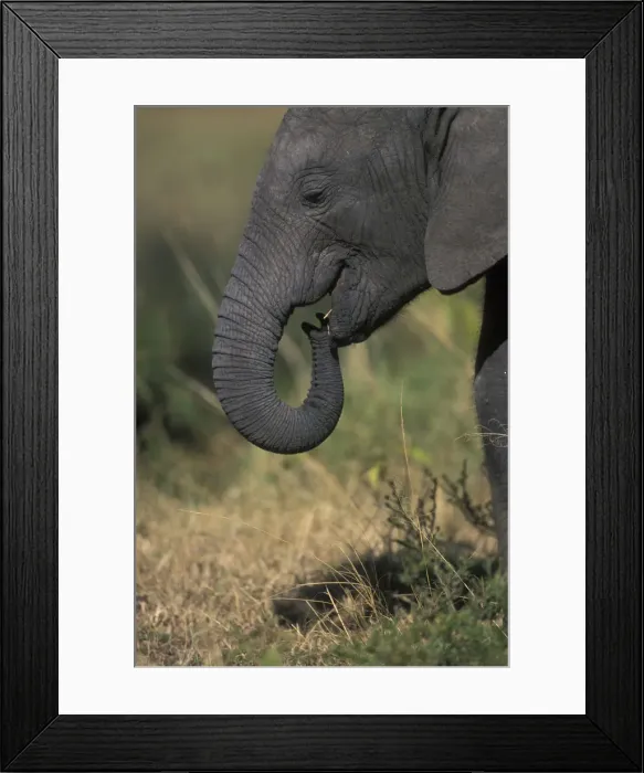 Framed Print : DDE-90020541 Framed Print : DDE-90020541