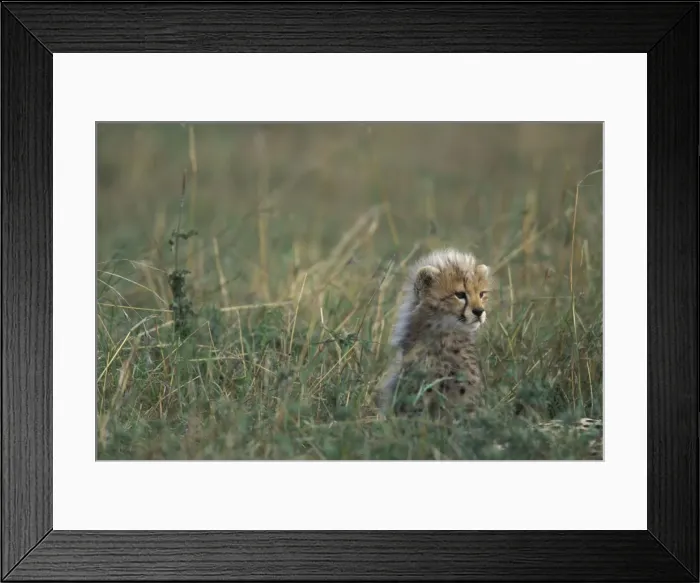 Framed Print : DDE-90020542 Framed Print : DDE-90020542