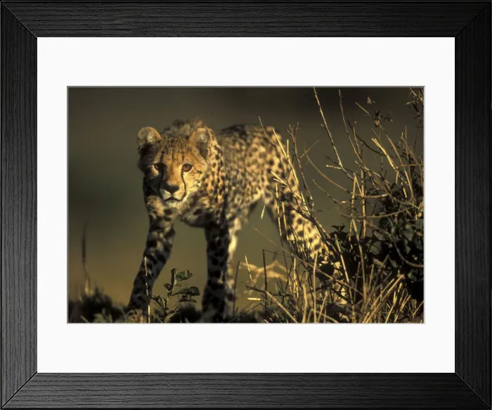 Framed Print : DDE-90020544