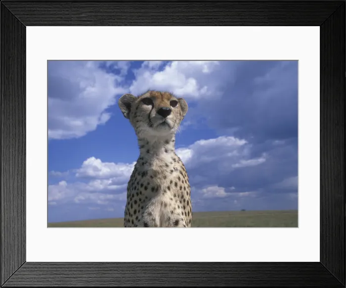 Framed Print : DDE-90020545 Framed Print : DDE-90020545