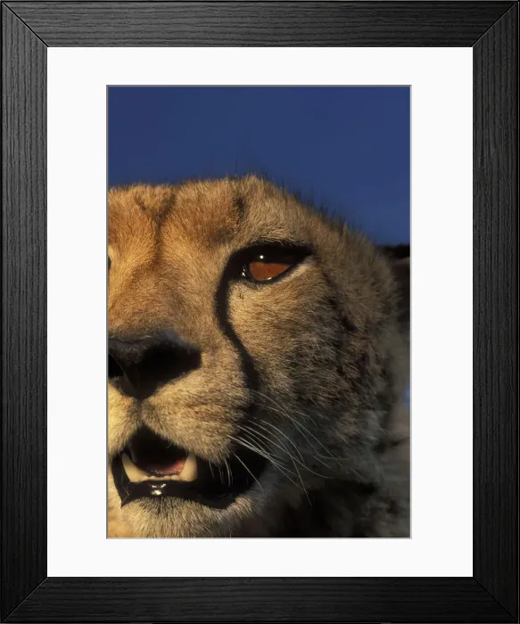 Framed Print : DDE-90020547 Framed Print : DDE-90020547