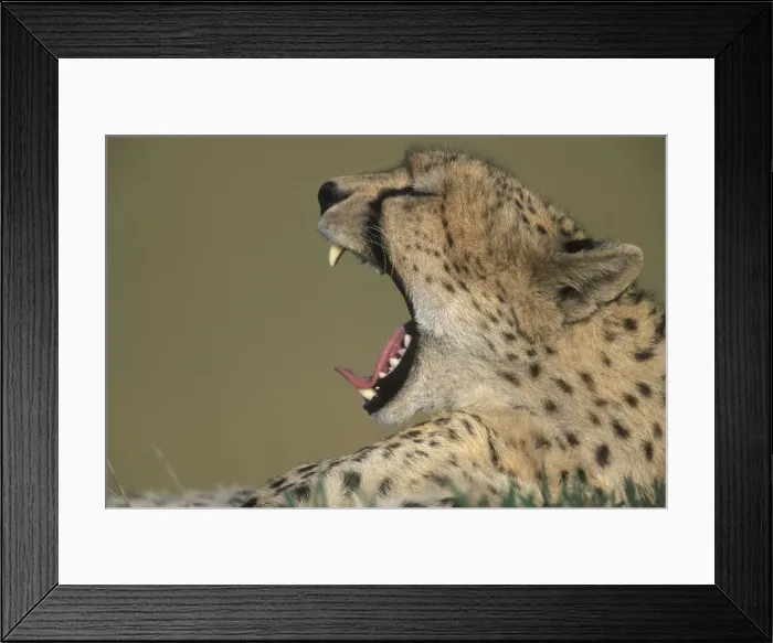 Framed Print : Kenya, Masai Mara Game Reserve, Adult Female Framed Print : Kenya, Masai Mara Game Reserve, Adult Female