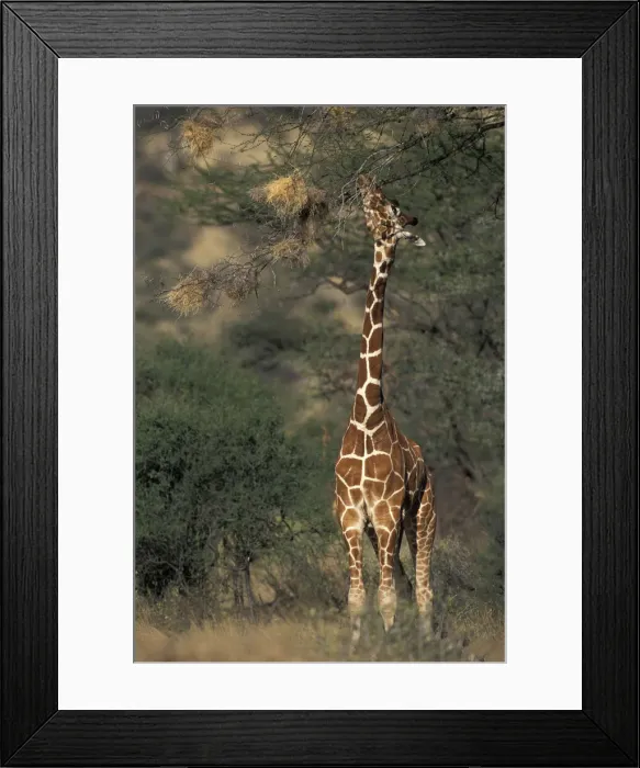 Framed Print : DDE-90020540 Framed Print : DDE-90020540