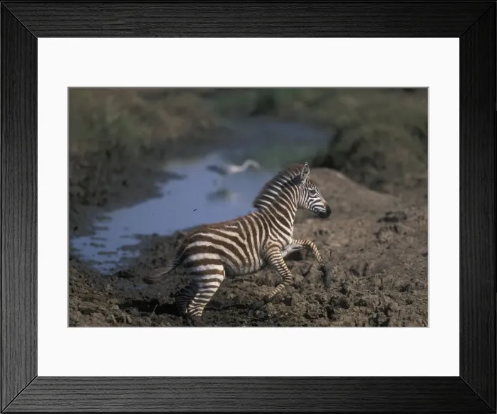 Framed Print : DDE-90020551 Framed Print : DDE-90020551