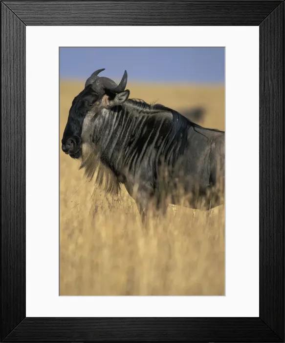 Framed Print : DDE-90020552 Framed Print : DDE-90020552
