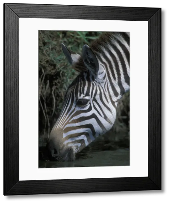 Framed Print : DDE-90020555 Framed Print : DDE-90020555
