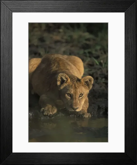 Framed Print : DDE-90020556 Framed Print : DDE-90020556