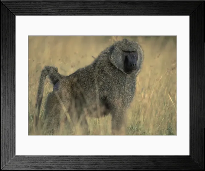 Framed Print : DDE-90020557 Framed Print : DDE-90020557