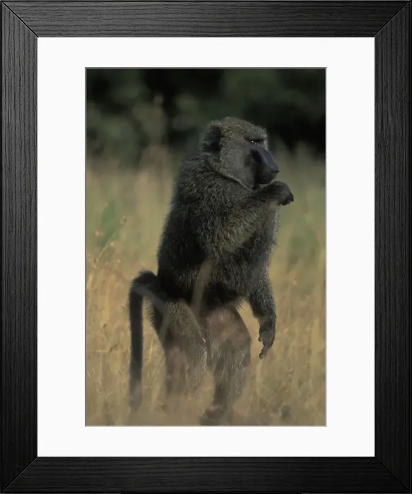 Framed Print : DDE-90020558 Framed Print : DDE-90020558