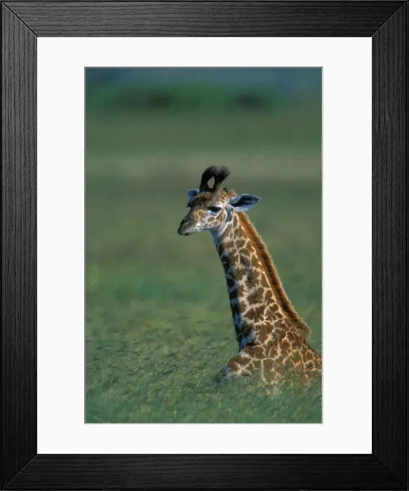 Framed Print : DDE-90020559 Framed Print : DDE-90020559