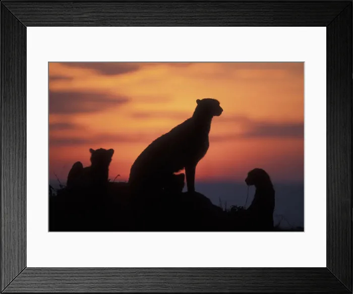 Framed Print : DDE-90020560 Framed Print : DDE-90020560