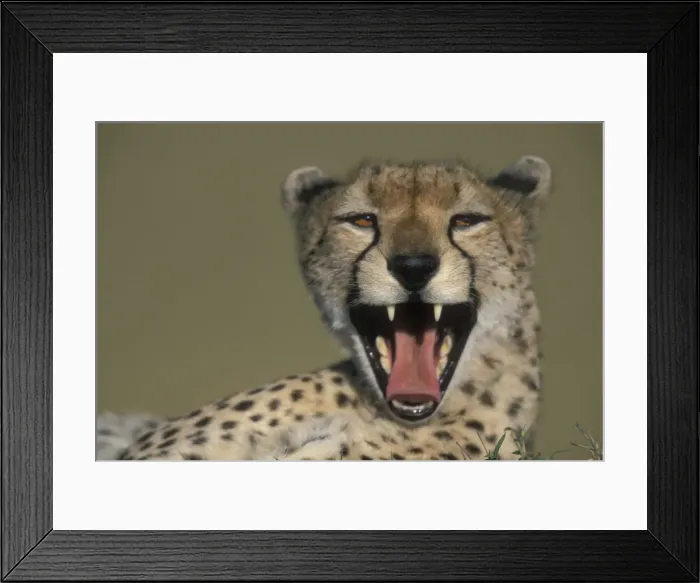 Framed Print : DDE-90020550