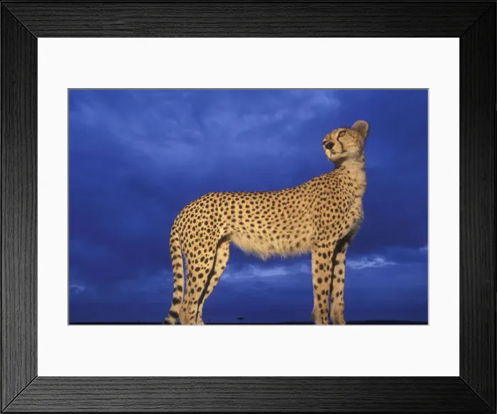 Framed Print : DDE-90020565 Framed Print : DDE-90020565
