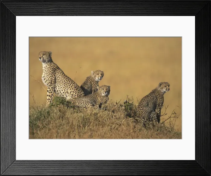 Framed Print : DDE-90020566