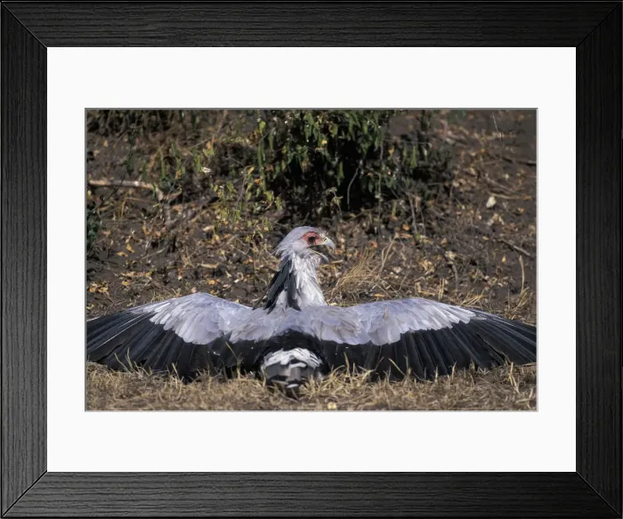 Framed Print : DDE-90020564 Framed Print : DDE-90020564