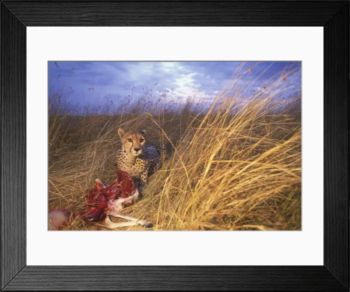 Framed Print : DDE-90020567 Framed Print : DDE-90020567