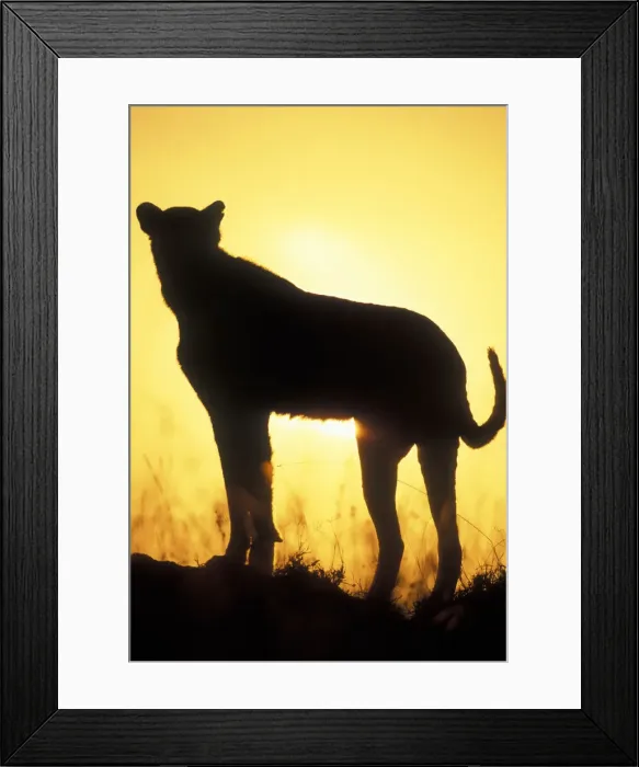 Framed Print : DDE-90020568 Framed Print : DDE-90020568