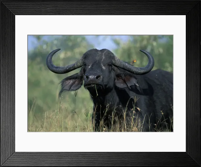Framed Print : DDE-90020570 Framed Print : DDE-90020570
