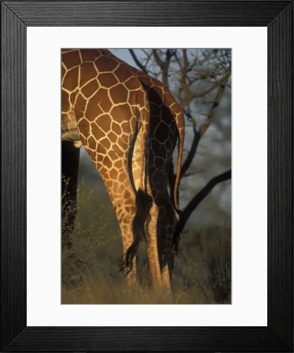 Framed Print : DDE-90020571
