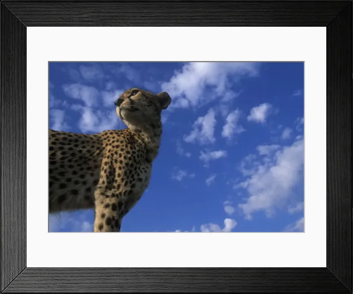 Framed Print : DDE-90020569 Framed Print : DDE-90020569