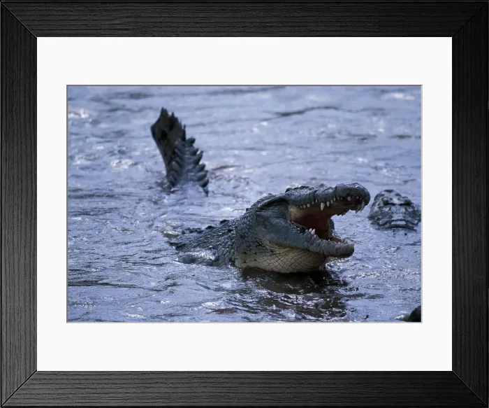Framed Print : DDE-90020572 Framed Print : DDE-90020572