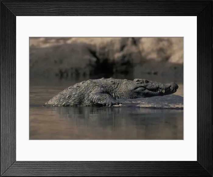 Framed Print : DDE-90020575 Framed Print : DDE-90020575