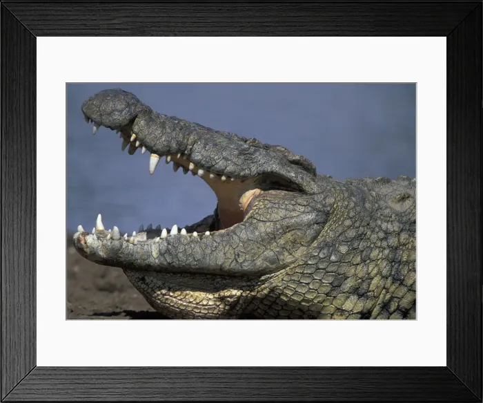 Framed Print : DDE-90020574