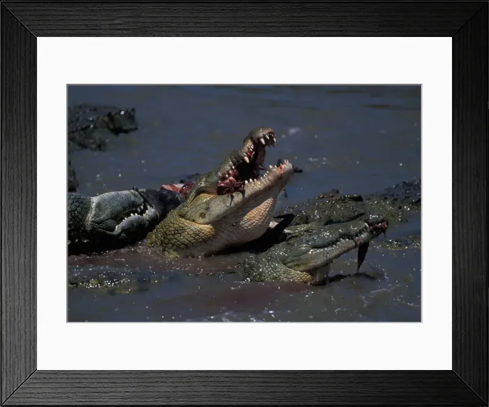 Framed Print : DDE-90020577 Framed Print : DDE-90020577