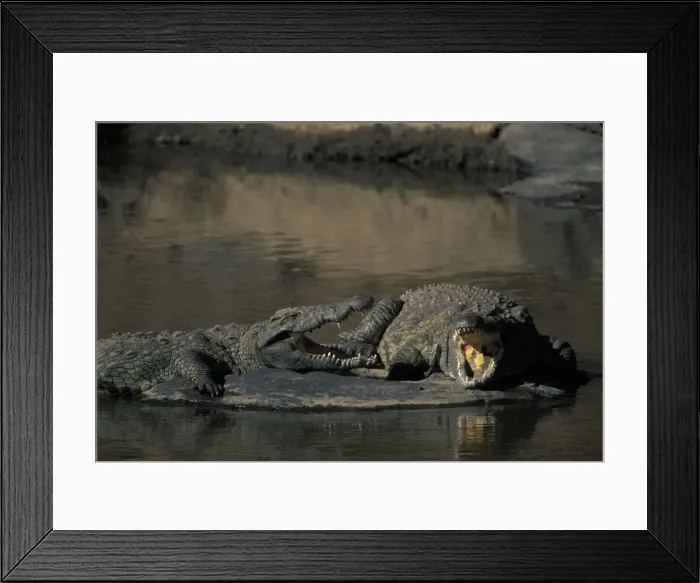 Framed Print : DDE-90020576