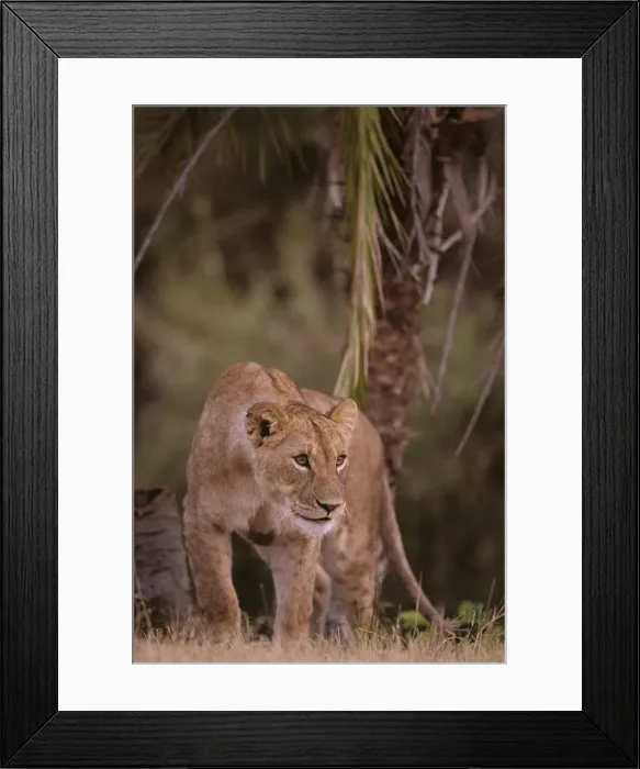 Framed Print : DDE-90020579 Framed Print : DDE-90020579
