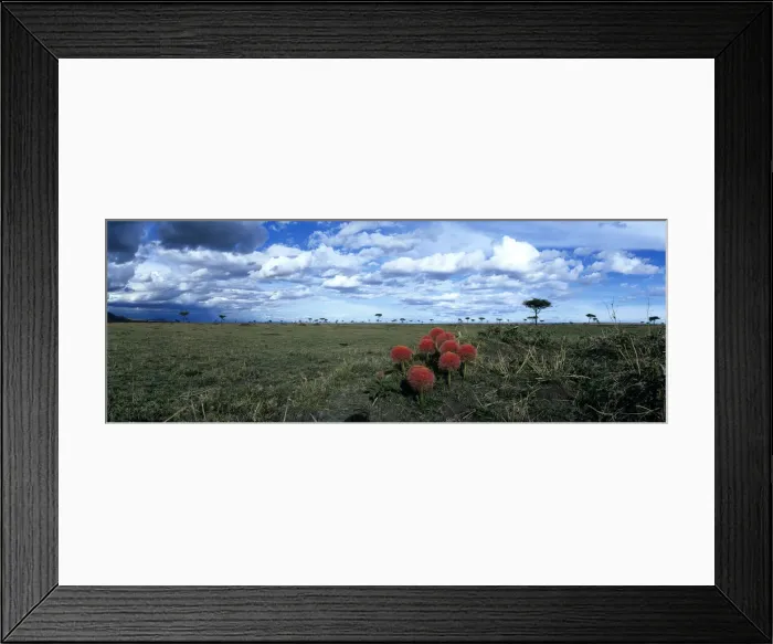 Framed Print : DDE-90020578