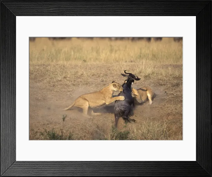 Framed Print : DDE-90020580 Framed Print : DDE-90020580