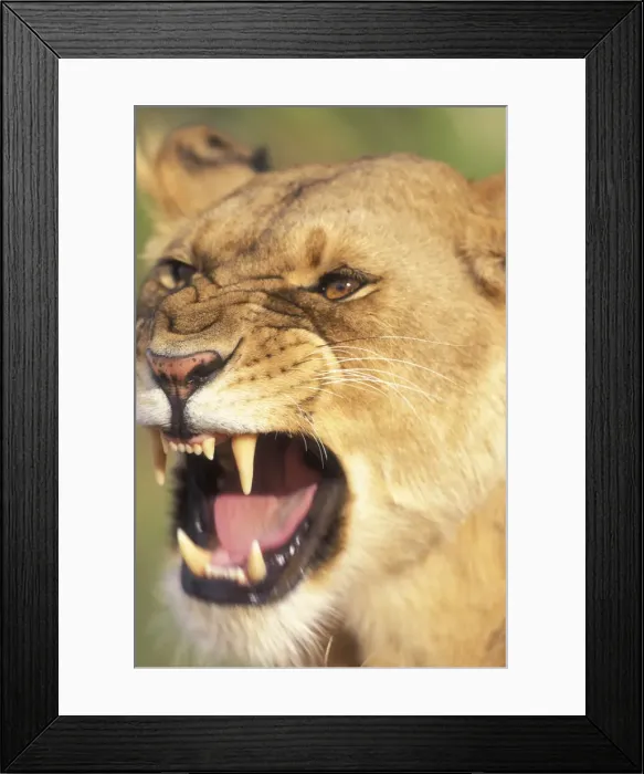 Framed Print : DDE-90020582
