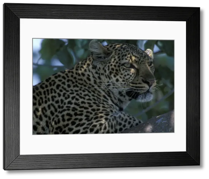 Framed Print : DDE-90020583 Framed Print : DDE-90020583