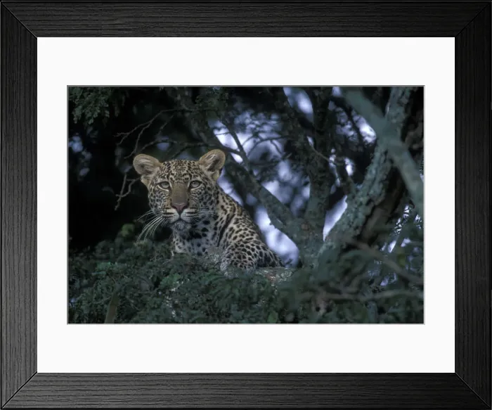 Framed Print : DDE-90020584 Framed Print : DDE-90020584