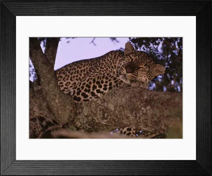 Framed Print : DDE-90020586