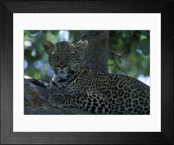Framed Print : Africa, Kenya, Masai Mara Game Reserve Framed Print : Africa, Kenya, Masai Mara Game Reserve
