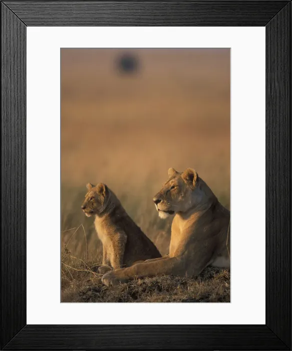 Framed Print : DDE-90020588 Framed Print : DDE-90020588