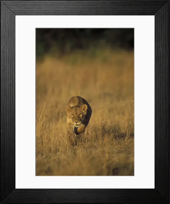 Framed Print : DDE-90020591 Framed Print : DDE-90020591