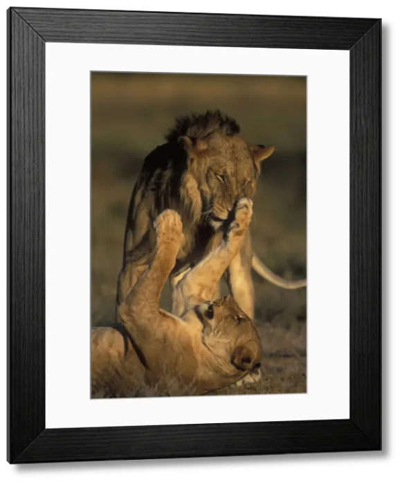 Framed Print : DDE-90020592 Framed Print : DDE-90020592