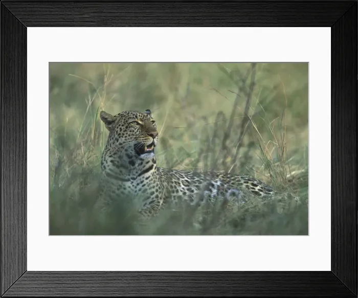 Framed Print : DDE-90020593 Framed Print : DDE-90020593