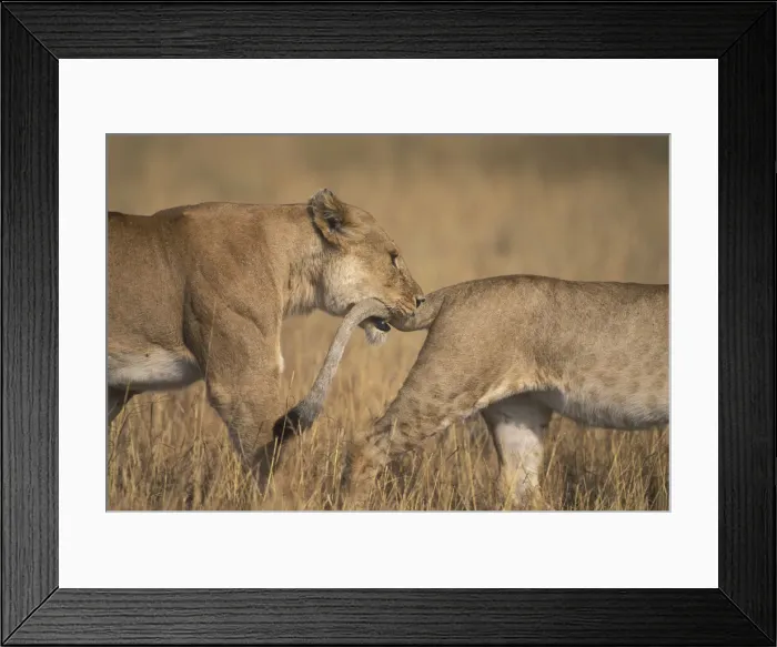 Framed Print : DDE-90020589 Framed Print : DDE-90020589