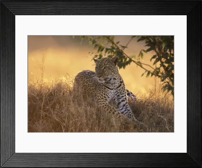 Framed Print : DDE-90020594 Framed Print : DDE-90020594