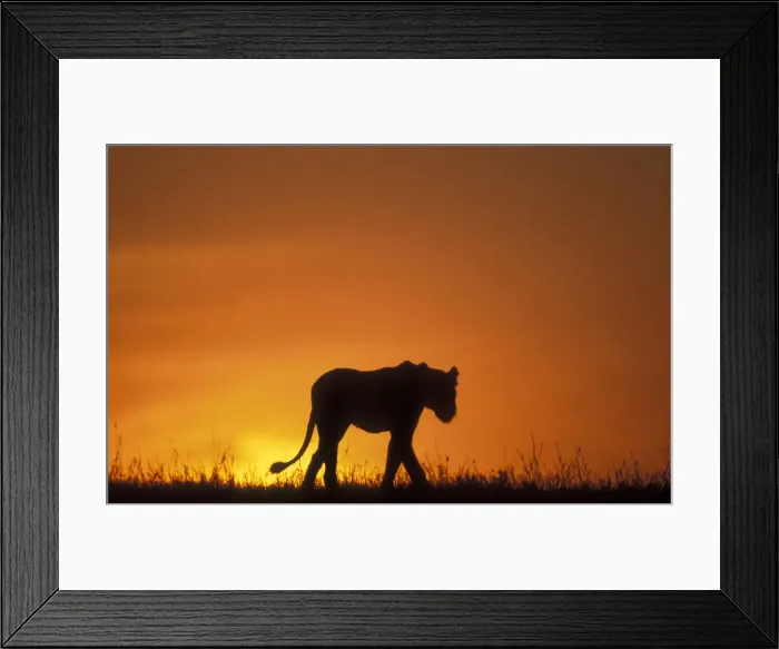 Framed Print : DDE-90020595 Framed Print : DDE-90020595
