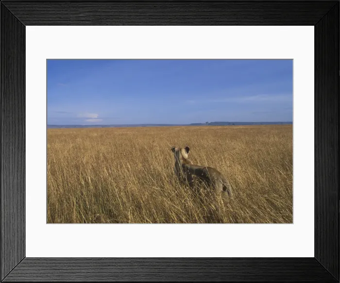 Framed Print : DDE-90020596 Framed Print : DDE-90020596