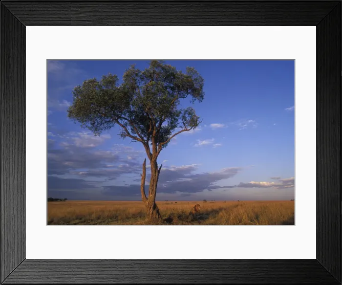 Framed Print : DDE-90020597
