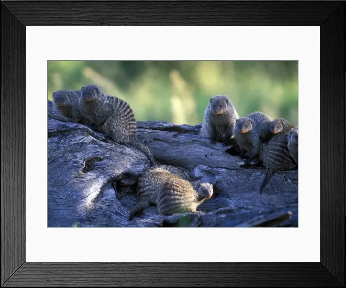 Framed Print : DDE-90020599 Framed Print : DDE-90020599